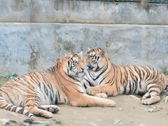 -栾川竹海野生动物园