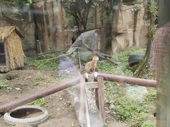 -成都动物园