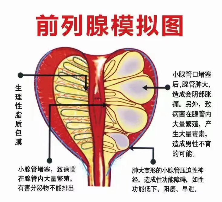 男人身体下方结构图片