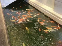 -龙悦湾酒家·八阵鱼生·渔人码头店