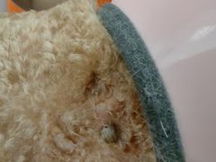 -纳吉亚猫专科动物诊疗中心(蒋宅口分院)