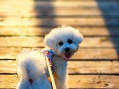 -翊宠yipet猫狗购宠庄园犬舍•猫舍