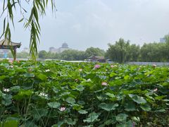 -莲花池公园
