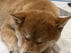 -宠爱国际动物医院·疑难骨科·心肾内科·皮肤科(太阳宫店)