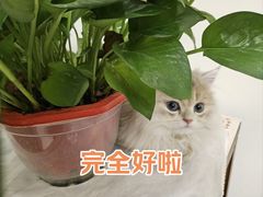 -美联众合动物医院·伴可分院·内科中心医院
