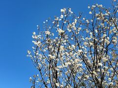 -天适樱花悠乐园