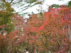 -广州市帽峰山景区