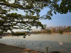 -江心屿景区