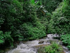 -莫里热带雨林景区