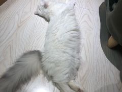 -猫和宫(六道口店)