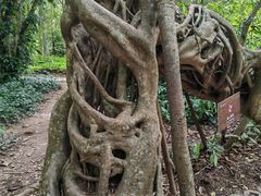 -中国科学院西双版纳热带植物园