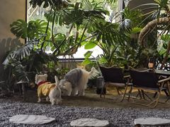 -J Create城市露营咖啡·简餐·宠物(上海动物园店)