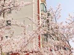 -高东镇樱花园