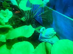 -韵秋荷(宝山龙湖天街店)