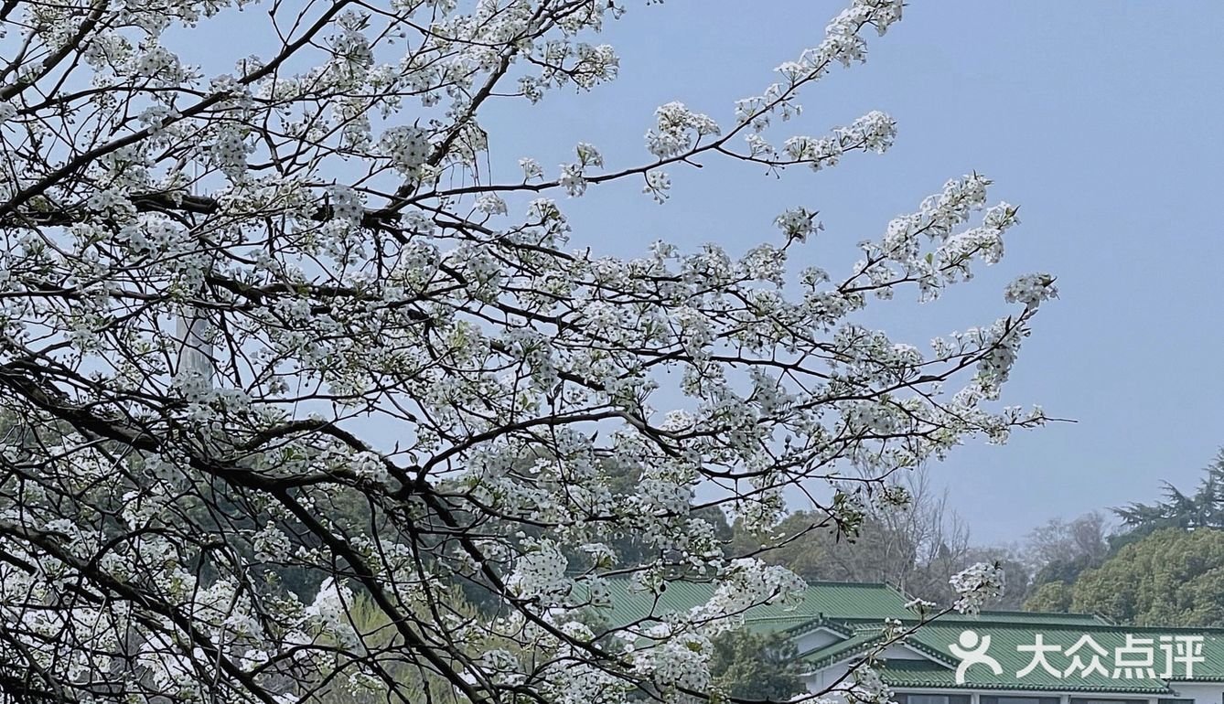 🌸无锡鼋头渚-樱花没开