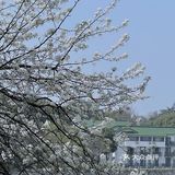 🌸无锡鼋头渚-樱花没开