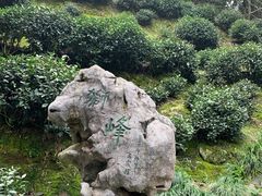 -十八棵（老龙井）御茶园(老龙井店)