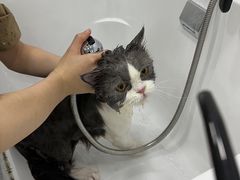-爱洗澡的猫(天河路店)