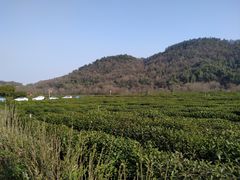 -中国茶叶博物馆(双峰馆区)