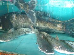 大头鱼-新庆嫂渔港