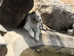 -石家庄市动物园