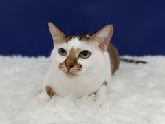 -爱洗澡的猫(天河路店)