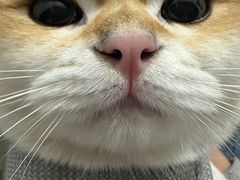 -三花喵·撸猫购宠·宠物生活馆(虹桥南丰城店)
