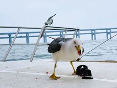 -星海湾跨海大桥