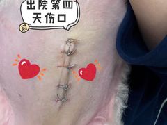 -哆趣宠物医院·眼科·内镜·急重症转诊中心(上海店)