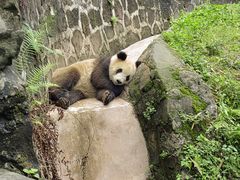 -都江堰中华大熊猫苑