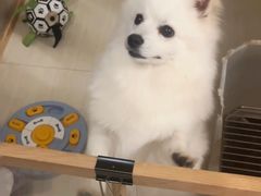 -唐小姐の猫狗洗护·购宠旗舰店(周浦万达店)
