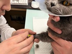 -宠福鑫康馨动物医院·骨科·眼科