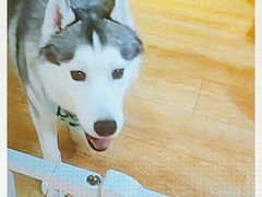 -Husky Go! 哈士奇体验馆·宠物咖啡厅狗咖