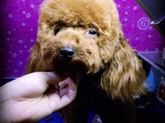 -瑞派宠物医院·24小时骨科·心脏·核磁(哈尔滨南岗店)