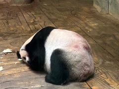 -深圳野生动物园