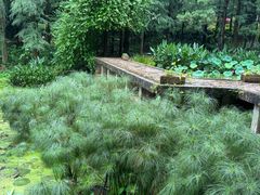 -深圳仙湖植物园