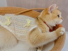 -lincat·猫舍(广州店)