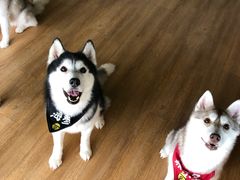 -Husky Go! 哈士奇体验馆·宠物咖啡厅狗咖