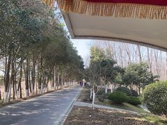 -合肥滨湖国家森林公园