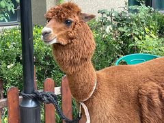 -济南喜来登酒店