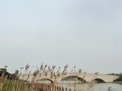 -西京湾花海