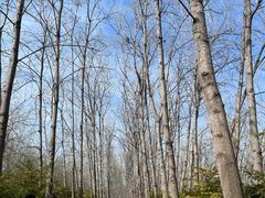 -合肥滨湖国家森林公园