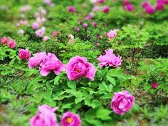 -合肥三国新城遗址公园