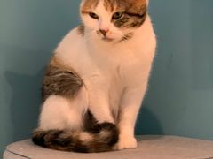 -猫色咖啡·猫咖