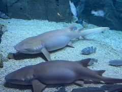 -烟台海昌鲸鲨海洋公园