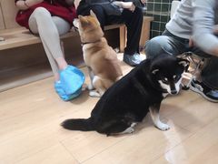 -是阿柴呀！柴犬咖啡·爱喵喵猫咖