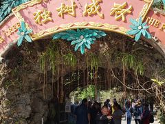 -瑞丽独树成林风景区