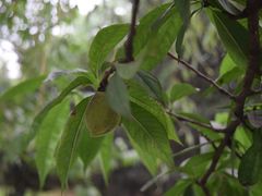 桃树-扬州古运河