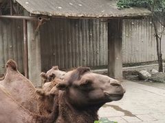 -成都动物园