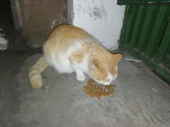 -何太吉·煎饼果子(海防路店)